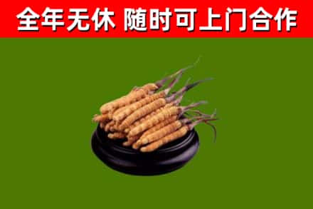 厦门回收冬虫夏草