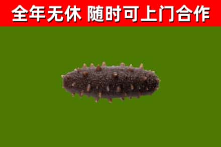 厦门回收海参干